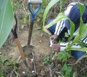 Selecting sample plants