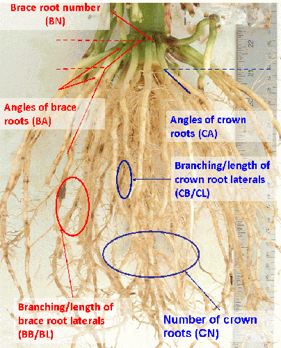Scoring root crowns