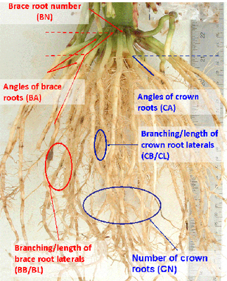 Scoring root crowns