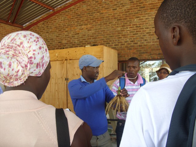 Tsitso explaining maize RSA