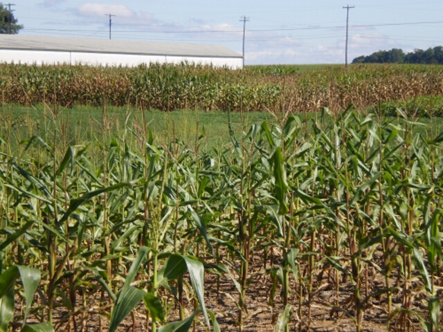 Two maize experiments in different fields
