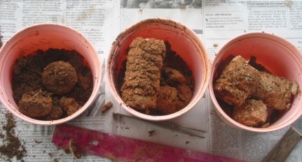 Fig. 4. Soil cores divided into 15-cm segments for determining root distribution with depth.