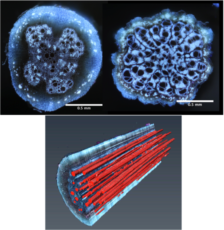 Common bean cross-sections with xylem vessel reconstruction