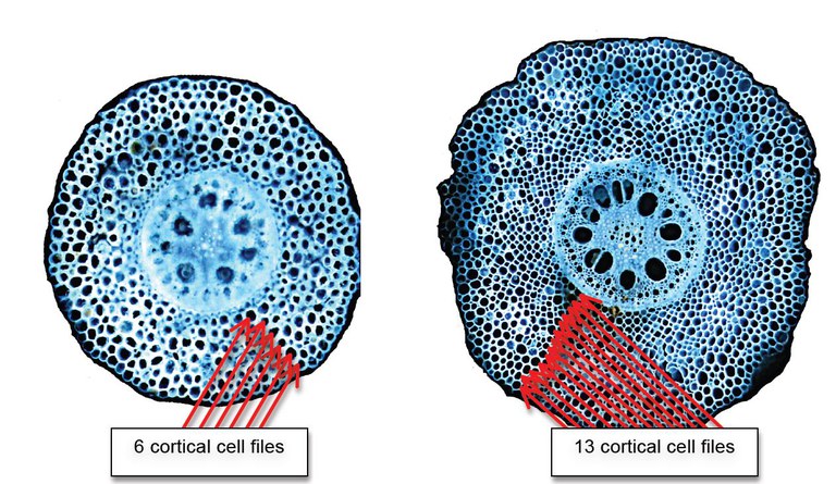 Contrasting cortical cell files in maize