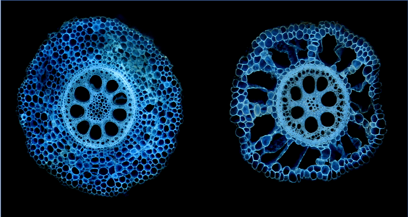 Maize root cross-sections