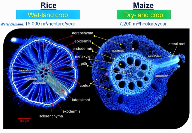 Rice-maize cross-section comparison