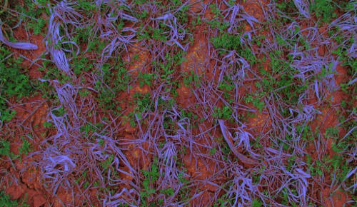 Color Adjusted Image - Evaluation