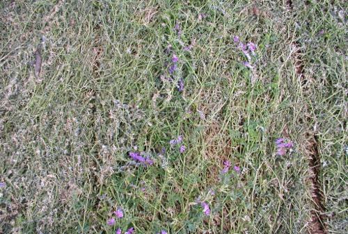 Vetch Cover Crop -- First Termination