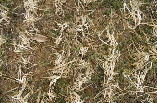 An early-season hairy vetch cover crop (March 26, 2008) with residue of a winter-killed nurse crop of oats.