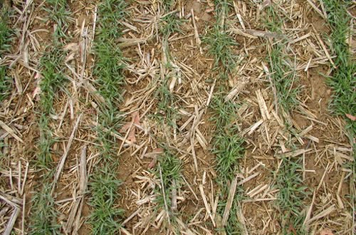Early-season rye cover crop (March 26, 2008) with corn residue.