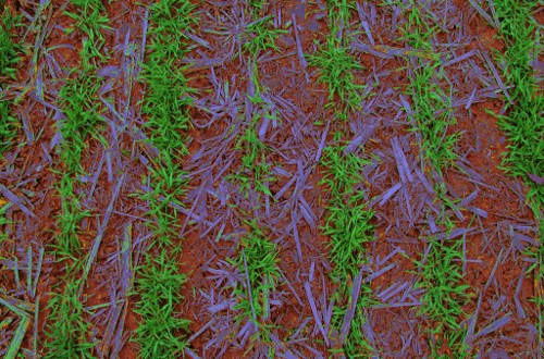 Ambiguous (unclassified) pixels are in the orange-yellow color. Note the residue in the lower left corner that has been misclassified as green - comparison with the original image shows that this item has a purplish color to it - it was classified as purple, and so got combined with the green. Altering thresholds to avoid this misclassification would likely lead to classification of purple rye leaves as residue. 