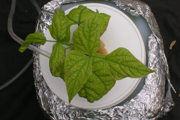 Interveinal chlorosis of the older leaves