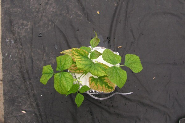 Blotchy chlorosis of older leaves