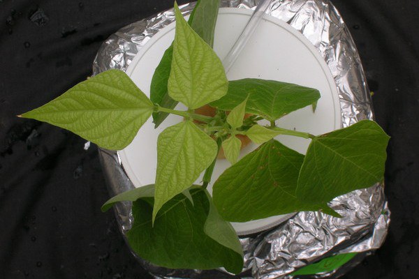 Sulphur deficiency is distinct from N deficiency as older leaves do not show chlorosis
