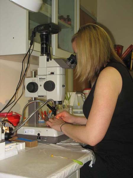 Viewing roots with compound microscope