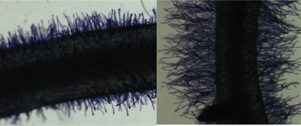 Short (left) and long (right) root hair phenotypes in common bean