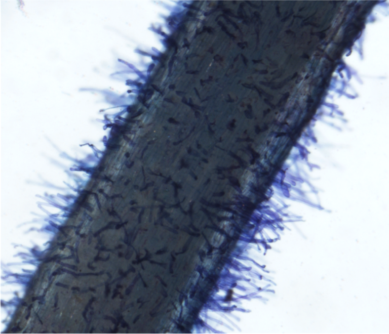 Focus microscope on top surface of root for measuring root hair density