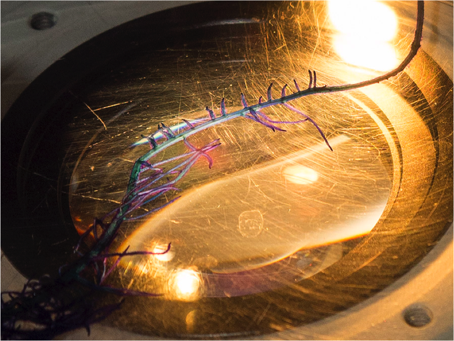 Place dyed roots on microscope stage