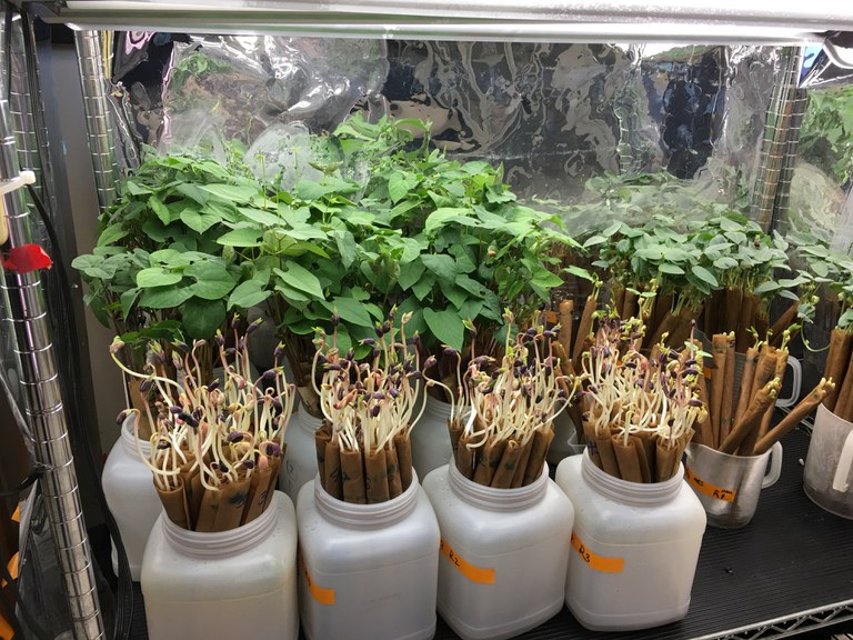 Grow germinated roll-ups in light for up to 10 days