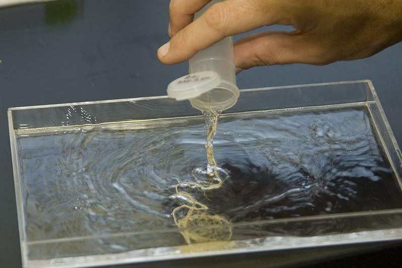 Washed bean roots poured into tray for scanning. These plants were grown in a sand/vermiculite mix to facilitate washing of roots.