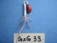 Figure 5. Common bean genotype with 2 root whorls