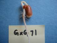 Figure 6. Common bean genotype with 3 root whorls