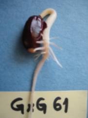 Figure 7. Common bean genotype with 4 whorls and 14 basal roots