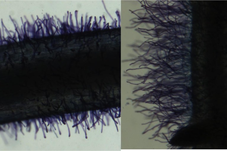 Fenotipos de pelos radicales cortos (izquierda) y largos (derecha)