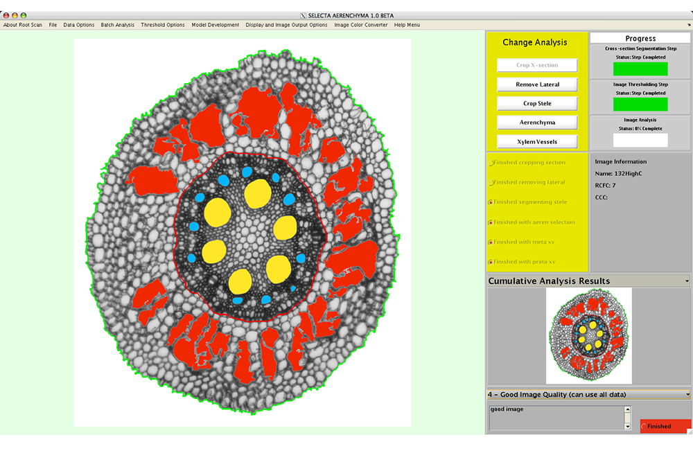 RootScan after anatomical features have been extracted and measured