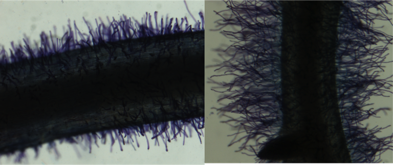 Curto (esquerda) e longos (directa)pelos radicular na raiz do feijão vulgar