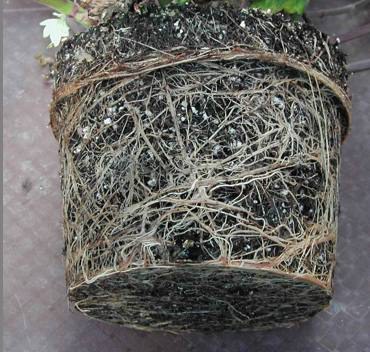 Plant grown in pot