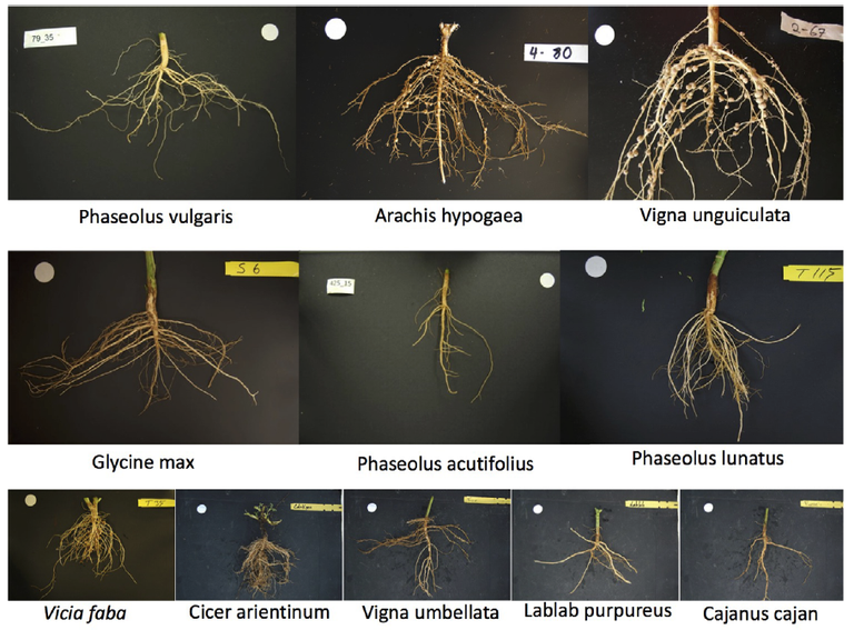 Grain legume root architectures
