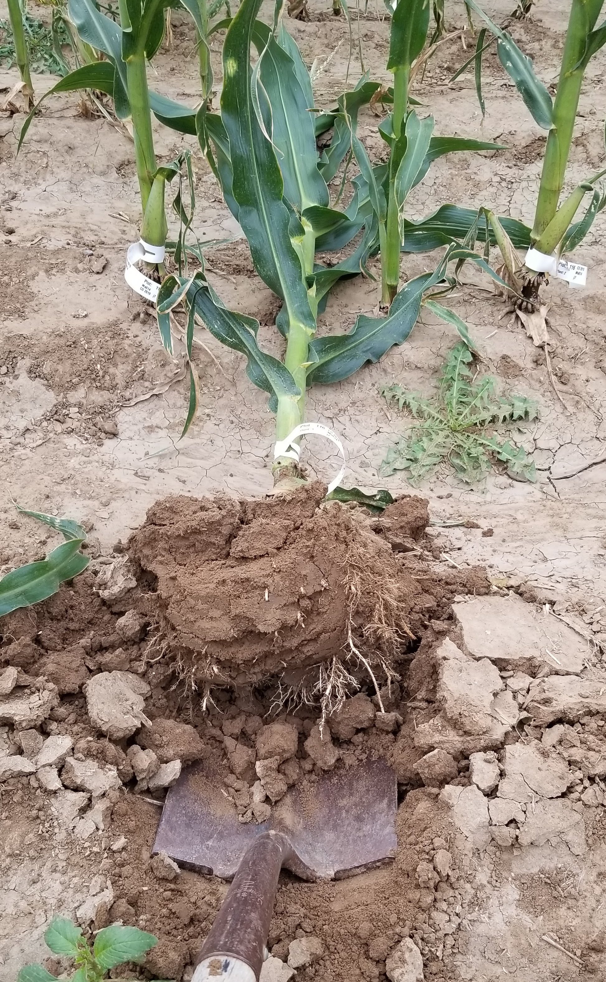 Maize plant with root crown before washing