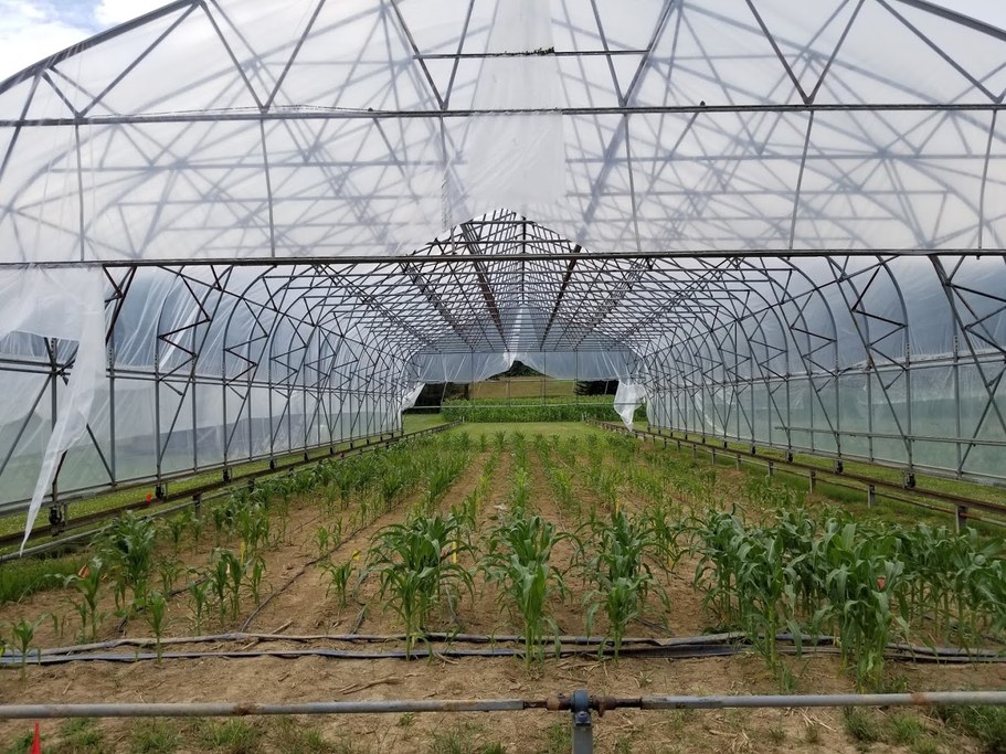 Drought experiments are conducted in rain-out shelters to limit the amount of water reaching the plants throughout their growth