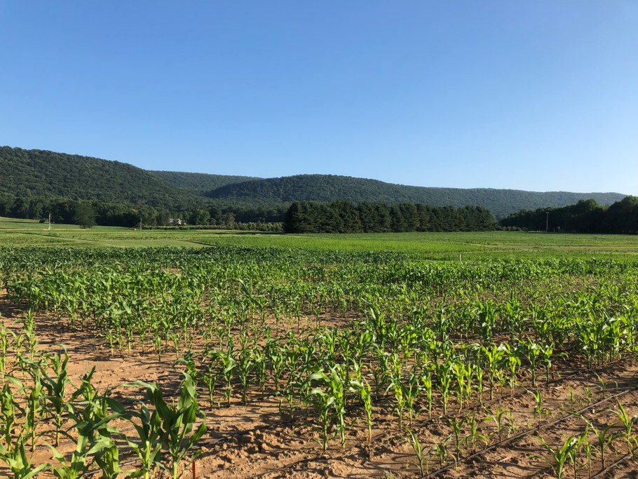 Nitrogen stress studies underway at Penn State