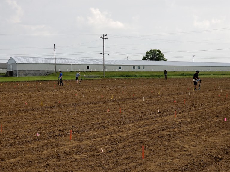 Planting maize nitrogen stress field at Penn State