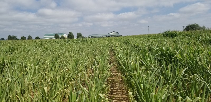 Rolled leaves of water stress treatment plants