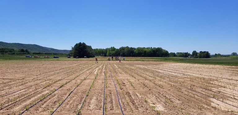 Drip irrigation installed in maize plots