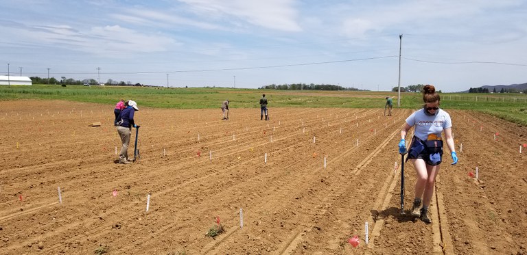 Lab members work together to plant maize experiments at Rock Springs