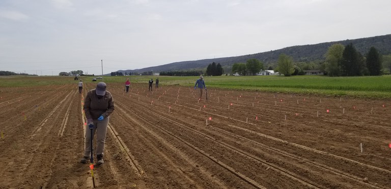Lab members work together to plant maize experiments at Rock Springs
