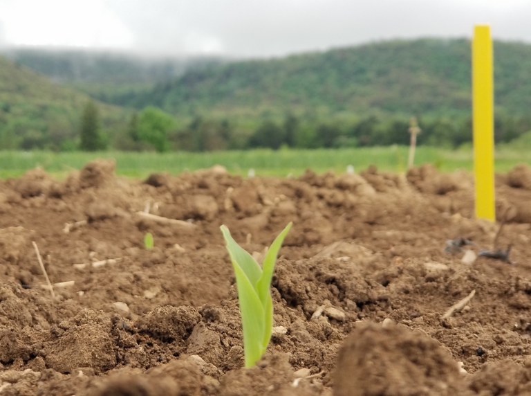Maize seedling emerges at Rock Springs