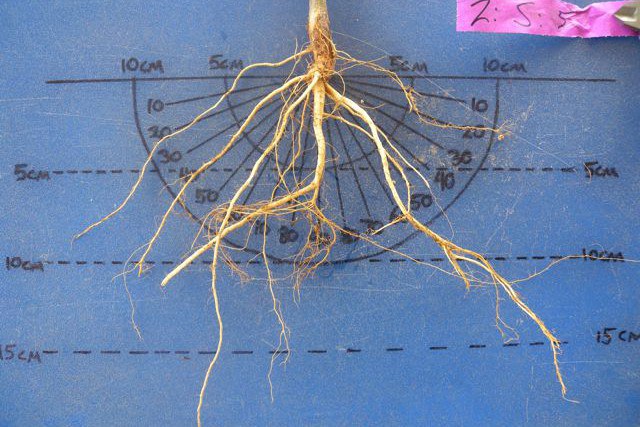 Common bean root system with steep basal roots that can tap deeper water