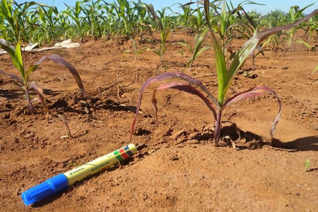 Maize plants exhibiting phosphorus stress