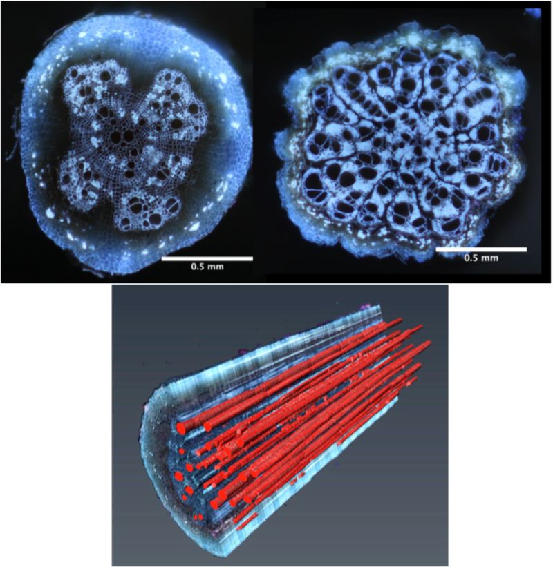 Metaxylem variation in common bean