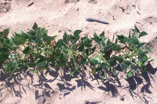 Common bean plants exhibiting water stress in a sandy soil