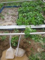 Research on root depth of genotypes