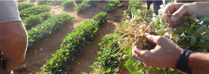 groundnuts zoom