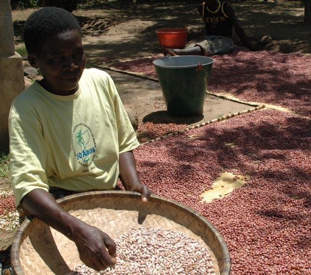 Collaborating bean farmer in Angonia, Mozambique