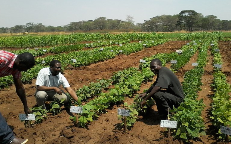 Drought trials in Malawi