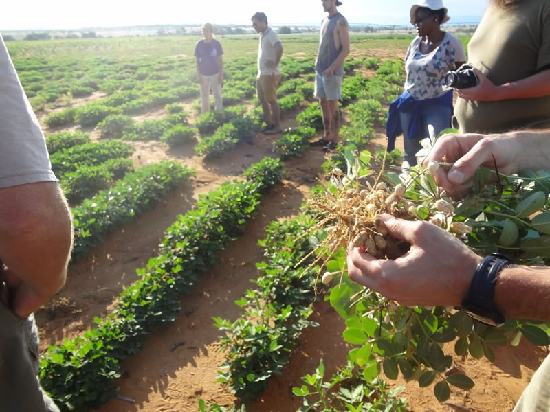 Researchers compared root systems of various legumes at Ukulima farm. February 2014.